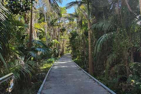 Half Day Guided Small Group Walk - Accommodation Sunshine Coast 3