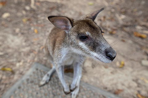 2 Day Daintree Rainforest, Cape Tribulation And Outback Chillagoe Tour - Accommodation Sunshine Coast 4