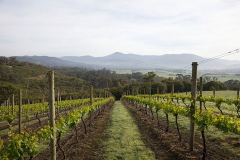 Yarra Valley 2-6 Guests Premium Food And Wine Inc Lunch At Dominique Portet - Accommodation Sunshine Coast 1