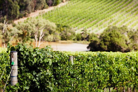 Yarra Valley Premium Tour Inc Lunch And Cheese, Chocolate Fondue At Rochford - Accommodation Sunshine Coast 5