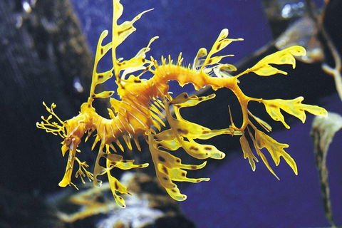 SEA LIFE Melbourne Aquarium Admission Ticket - Accommodation Sunshine Coast 0