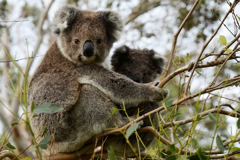 Melbourne Combo: Great Ocean Road + Phillip Island Express + Attraction Pass - Accommodation Sunshine Coast 2