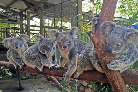 Kuranda Rainforestation & Kuranda Scenic Rail - Accommodation Sunshine Coast 5