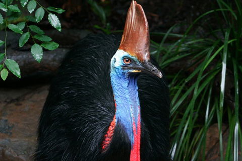 Wildlife Habitat Port Douglas - Accommodation Sunshine Coast 3