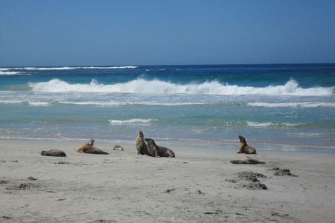 Kangaroo Island In A Day Tour From Adelaide - Accommodation Sunshine Coast 1