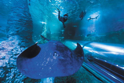 Snorkel With Sharks At AQWA - Accommodation Sunshine Coast 0