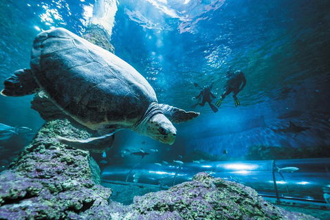 Snorkel With Sharks At AQWA - Accommodation Sunshine Coast 4