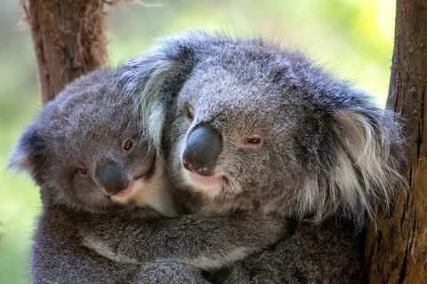 Healesville Sanctuary General Entry Ticket - Accommodation Sunshine Coast 0
