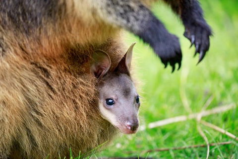 Healesville Sanctuary General Entry Ticket - Accommodation Sunshine Coast 2