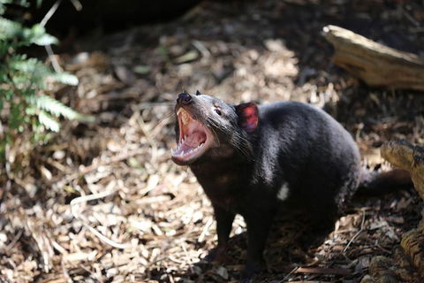 Healesville Sanctuary General Entry Ticket - Accommodation Sunshine Coast 3