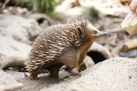 Healesville Sanctuary General Entry Ticket - Accommodation Sunshine Coast 4