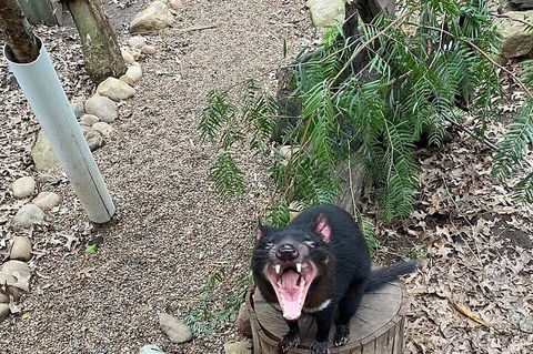 Featherdale Wildlife Park General Admission - Accommodation Sunshine Coast 1