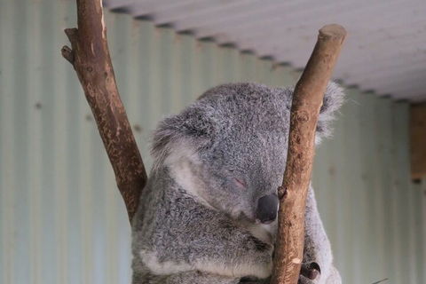 Featherdale Wildlife Park General Admission - Accommodation Sunshine Coast 3