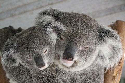 Featherdale Wildlife Park General Admission - Accommodation Sunshine Coast 4