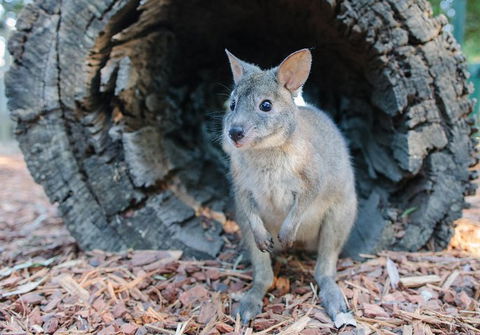 Featherdale Wildlife Park General Admission - Accommodation Sunshine Coast 5
