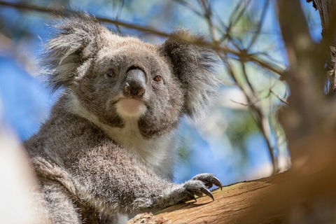 Phillip Island Penguin And Koala Highlights Day-Trip From Melbourne - Accommodation Sunshine Coast 2