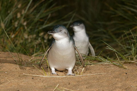 Phillip Island Penguin And Koala Highlights Day-Trip From Melbourne - Accommodation Sunshine Coast 3
