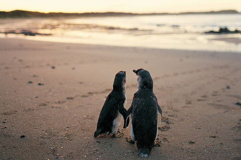 Phillip Island Penguin And Koala Highlights Day-Trip From Melbourne - Accommodation Sunshine Coast 4