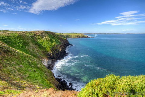 Phillip Island Penguin And Koala Highlights Day-Trip From Melbourne - Accommodation Sunshine Coast 5