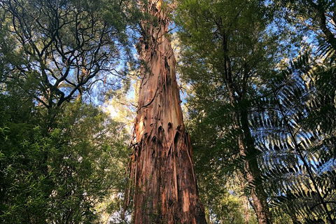 Ultimate Reverse Direction - 12 Apostles, Great Ocean Road - Small Group Tour - Accommodation Sunshine Coast 2