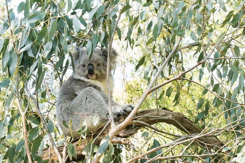 Ultimate Reverse Direction - 12 Apostles, Great Ocean Road - Small Group Tour - Accommodation Sunshine Coast 5
