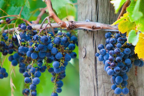 Yarra Valley, Dandenong Ranges Inc. Lunch With Wine,plus Morning Tea,chocolate - Accommodation Sunshine Coast 0