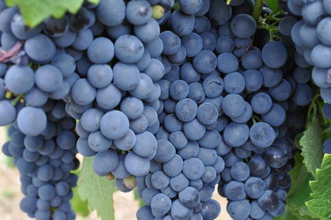 Adelaide Hills Day Tour. Winery Cellar Doors - Accommodation Sunshine Coast 3