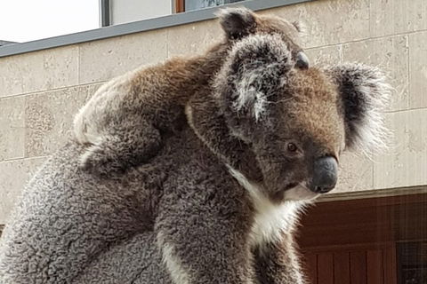 Adelaide Shore Excursion: Adelaide City Tour By Private Limo - Accommodation Sunshine Coast 4