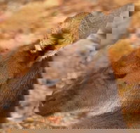 Australian animals Seascape and Sunset Photography Tour - Accommodation Sunshine Coast