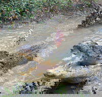 Top End Waterfalls and Wetlands - Accommodation Sunshine Coast