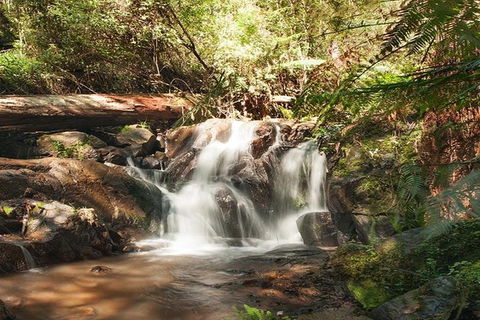 Discover Tour: Dandenong Ranges & William Ricketts Sanctuary - Accommodation Sunshine Coast 1