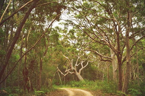 Day Trip To Cronulla & The Royal National Park - Accommodation Sunshine Coast 5