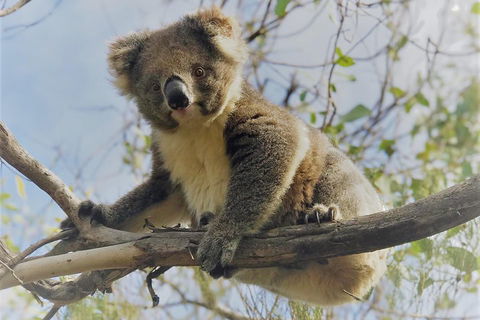 Kangaroo Island Scenic Trail Tour - Accommodation Sunshine Coast 2