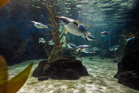 SEA LIFE Sydney Aquarium Entrance Ticket - Accommodation Sunshine Coast 0