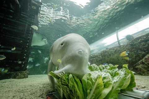 SEA LIFE Sydney Aquarium Entrance Ticket - Accommodation Sunshine Coast 2