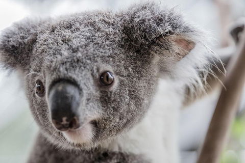 Ultimate Sydney Pass - Accommodation Sunshine Coast 2