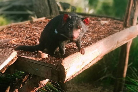 Bonorong Wildlife Park And Richmond Afternoon Tour From Hobart - Accommodation Sunshine Coast 4