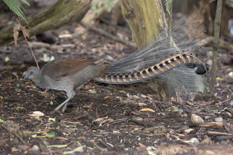 Dandenong Ranges Private Tour Including William Ricketts Sanctuary - Accommodation Sunshine Coast 4