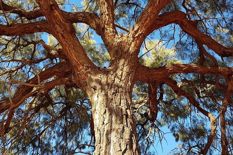 Mount Conner 4WD Small Group Tour From Ayers Rock Including Dinner - Accommodation Sunshine Coast 3