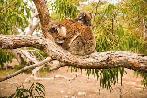 10 Day Perth To Adelaide Private Tour - The Great Australian Wilderness Journey - Accommodation Sunshine Coast 4