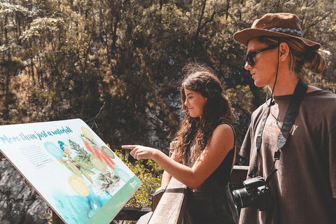 Springbrook AndTamborine Rainforest Tour Incl Natural Bridge And Glow Worm Cave - Accommodation Sunshine Coast 0