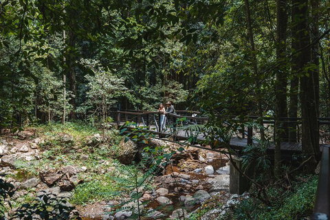 Springbrook AndTamborine Rainforest Tour Incl Natural Bridge And Glow Worm Cave - Accommodation Sunshine Coast 3