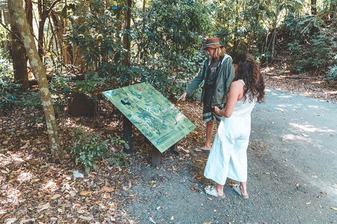 Springbrook AndTamborine Rainforest Tour Incl Natural Bridge And Glow Worm Cave - Accommodation Sunshine Coast 5