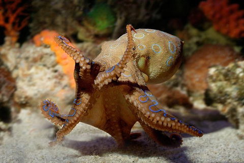 Glass Bottom Boat & Entry At AQWA - Accommodation Sunshine Coast 0