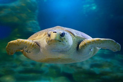 Glass Bottom Boat & Entry At AQWA - Accommodation Sunshine Coast 1