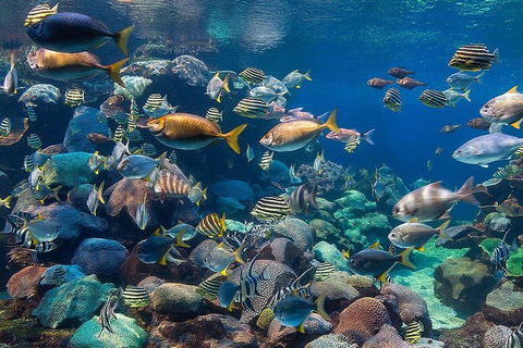 Glass Bottom Boat & Entry At AQWA - Accommodation Sunshine Coast 3