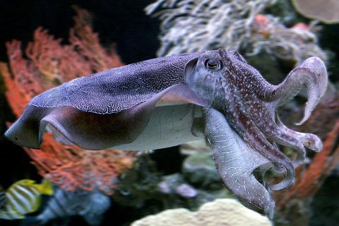 Dive With Sharks At AQWA - Accommodation Sunshine Coast 1