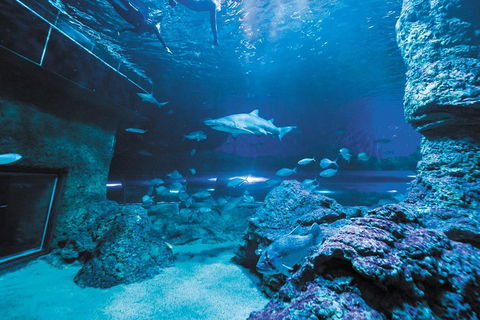 Dive With Sharks At AQWA - Accommodation Sunshine Coast 3