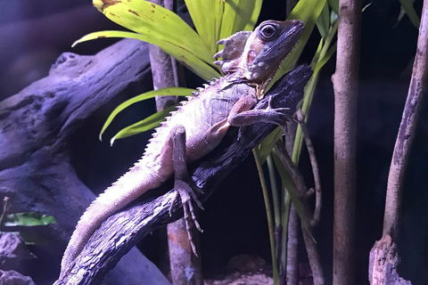 Cairns Aquarium Admission Ticket - Accommodation Sunshine Coast 0