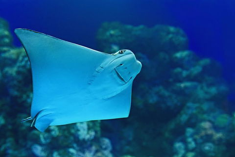 Cairns Aquarium Admission Ticket - Accommodation Sunshine Coast 2